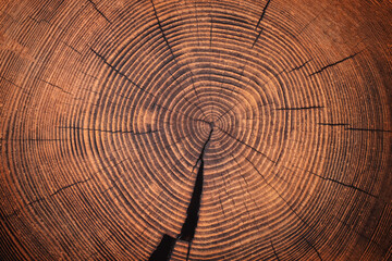 wood texture of old stump. natural background of cut trunk with annual rings