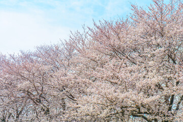 Obraz na płótnie Canvas Cherry blossom tree with blue sky.