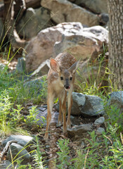 White-tailed Deer (Odocoileus virginianus)