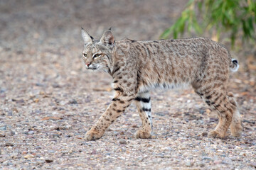 Naklejka na ściany i meble Bobcat (Lynx rufus)