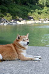 柴犬・川・夏