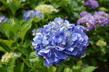 ラ・フランセ（アジサイ）