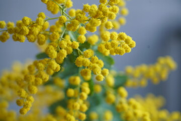 ミモザ（ギンヨウアカシア）の黄色い花が満開