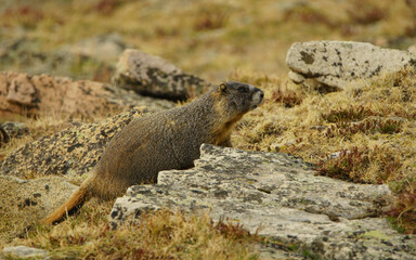 marmot in the mountain