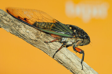 Close up Cicada insect on branch