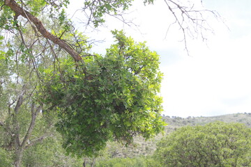 Fototapeta premium tree in the forest