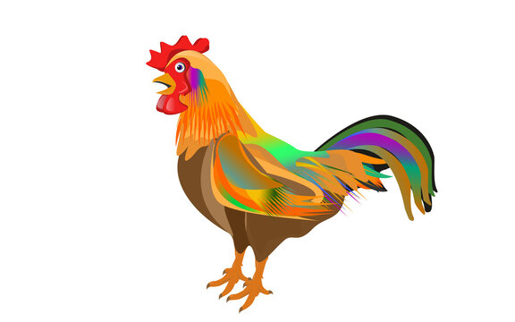 Chicken Rooster, rooster cartoon .Beautiful colorful rooster isolated on white background