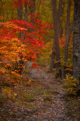 Beautiful autumn landscape with fallen dry leaves