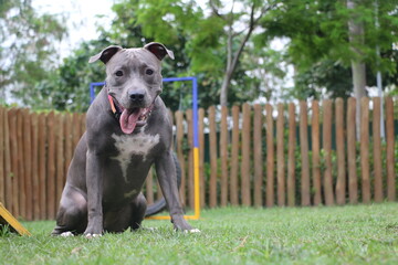 pit bull puppy in the dog park, with lawn and toys