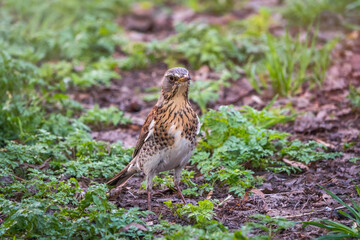 Wood bird Fieldfare, Turdus pilaris, on a sprng lawn.