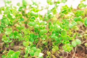 organic green sprouts, young green broccoli sprouts