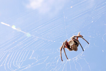 An interesting low angle macro style look up at a large brown hairy spider in a white clean web....