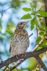 A fieldfare chick, Turdus pilaris, has left the nest and is sitting on a branch. A chick of...