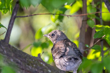 A fieldfare chick, Turdus pilaris, has left the nest and is sitting on a branch. A chick of fieldfare sitting and waiting for a parent on a branch.