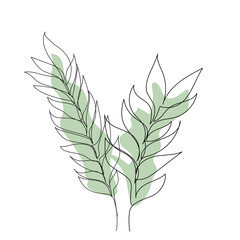 Eucalyptus leaves . Line Drawing Palm Leaves. Minimalist
