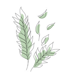 Eucalyptus leaves . Line Drawing Palm Leaves. Minimalist