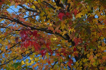 The Haute Laurentides region of Quebec during fall