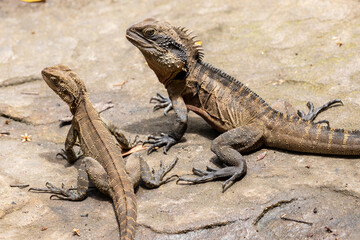Male and Female Eastern Water Dragon