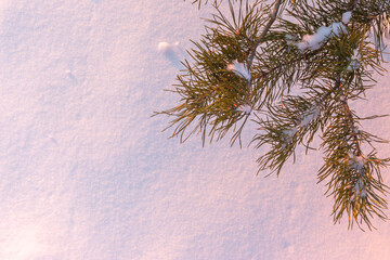 Top view of a pine branch against a background of snow at sunset