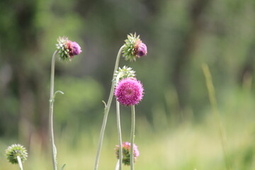 vibrant pink thistle flower in bloom