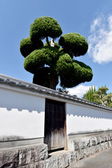 当麻寺　境内の白塀と植木　奈良県葛城市
