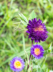 Bluish Aster Tongolensis, Family Compositae