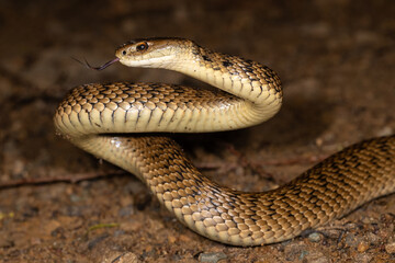 Rough-scaled Snake in striking position