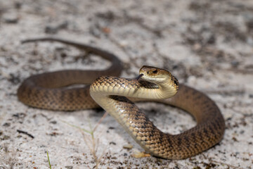 Rough-scaled Snake in striking position