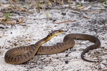 Rough-scaled Snake flickering tongue