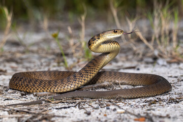 Rough-scaled Snake in striking position