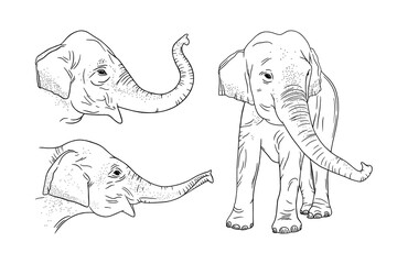 Realistic elephant set isolated on white background. Engraved Indian elephant for zoo designs. Sketch vector illustration