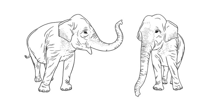 Indian elephants isolated on white background. Realistic adult elephants. Outline vector illustration
