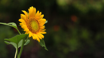 Common Sunflower