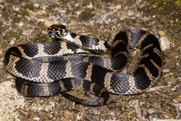 Stephens Banded Snake in curled position