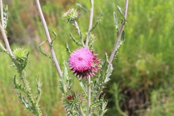 vibrant pink thistle flower in bloom