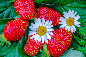 Victoria with daisies 