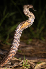 Golden-crown Snake flickering it's tongue