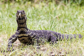 Lace Monitor Lizard flickering it's tongue