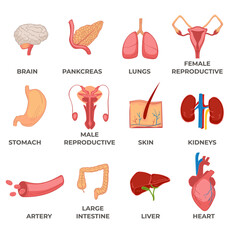 Organs of human body, systems and structures part