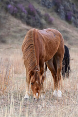 Fototapeta premium A red horse is grazing in a meadow. A beautiful animal bows its head to the grass in the foothills of the Altai Mountains, Siberia, Russia