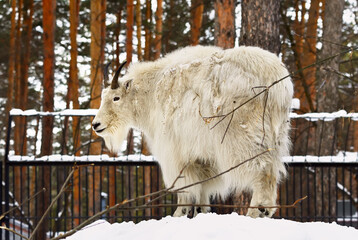 Snow goat on the snow. A wild mountain animal from North America with a long white coat