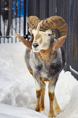Male argali in the snow. Wild Altai mountain sheep with mighty spiral horns among snowdrifts