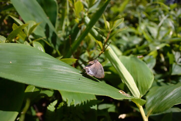 ウスイロオナガシジミの飛翔（北海道・鶴居村）
