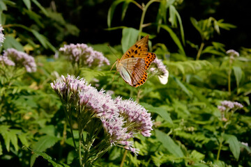 オオウラギンスジヒョウモンの飛翔（北海道・層雲峡）
