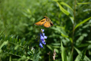コキマダラセセリの飛翔（北海道・鶴居村）
