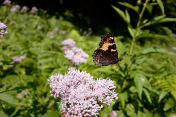 コヒオドシの飛翔（北海道・層雲峡）
