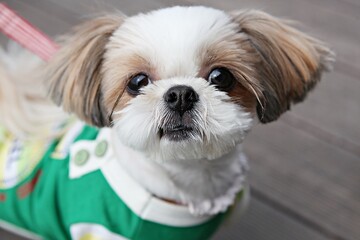 한국의강아지입니다 © 영원 최