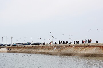 한국오이도에서식하는갈매기입니다