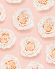 Pattern from pink white tender roses flower. Natural blooms. Nature background. Color trends.