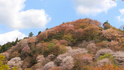 Mount Yoshino in Spring
